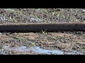 Manure  Application On Growing Corn