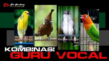 KOMBINASI GURU VOCAL TERBAIK KENARI _ CILILIN _ LOVEBIRD _ CIBLEK KRISTAL