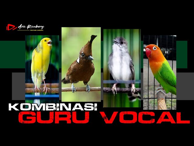 KOMBINASI GURU VOCAL TERBAIK KENARI _ CILILIN _ LOVEBIRD _ CIBLEK KRISTAL class=