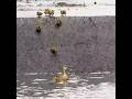 [Cute Animal] baby ducks falls down a too steep waterslide.