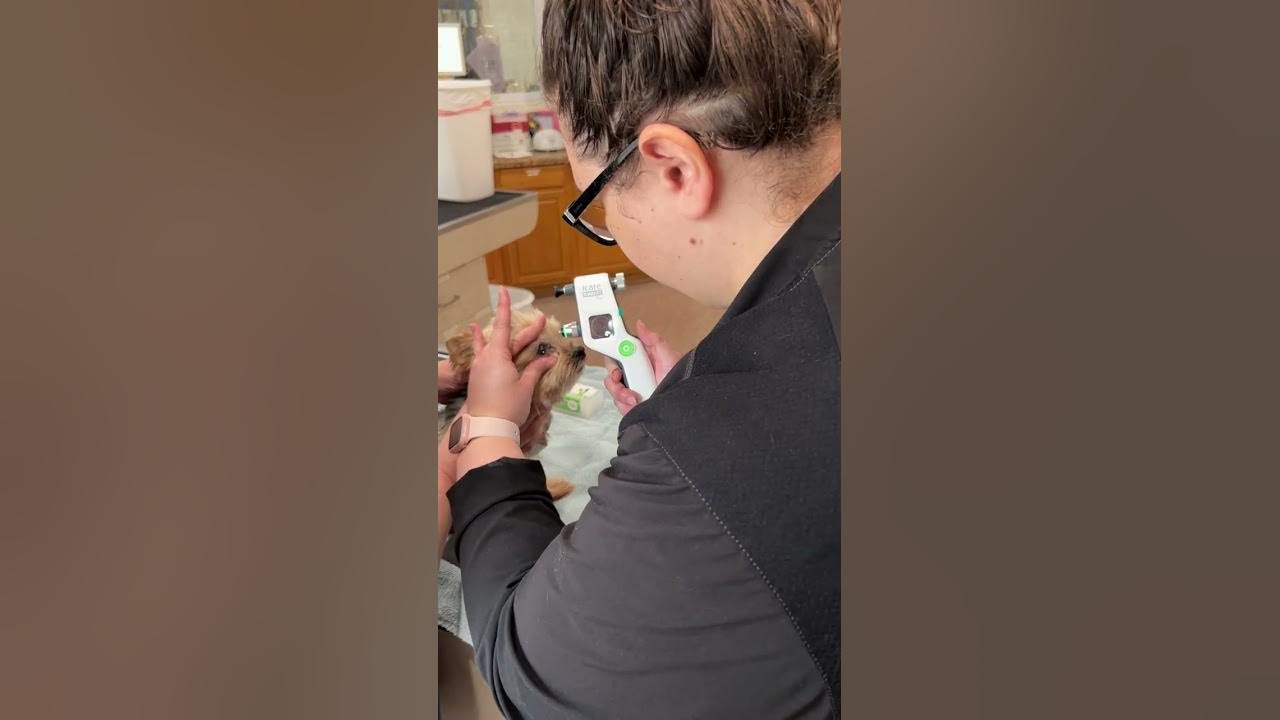 Penn Foster Vet Tech Skill 18 Tonometry YouTube penn-foster-vet-tech-skill-18-tonometry-youtube