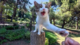 Siren the Stray Cat Has the Cutest Way of Asking for Love
