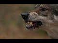 لؤي العتيبي سلسلة إكتشاف تركيا حلقة الذئاب Loay Alotaibi Discover Turkey Wolves Episode لؤي العتيبي سلسلة إكتشاف تركيا حلقة الذئاب Loay Alotaibi Discover Turkey Wolves Episode