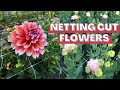 Supporting cut flowers for straighter stems howto stake net and corral your flowers