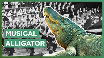 Why Alligators Respond to This Specific Musical Note | How Do Animals Do That?