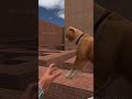BYE SCP-096 #gmod #garrysmod #shortvideo #scp #shorts