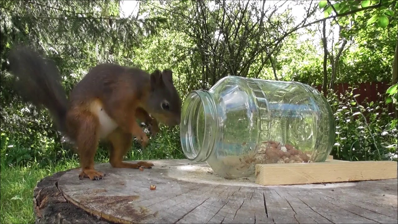 Kim S Squirrel Theatre Glass Jar Feeder Youtube