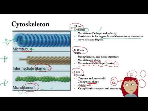 Video: Rozdíl Mezi Membranózní A Nonmembranous Organelles