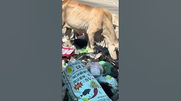 Cows Eating Garbage on Roads Causes and Possible Solutions