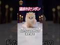 🎀盗まれたリボン🎀⓪【ASMR】Missing Ribbon 予告編😸✨