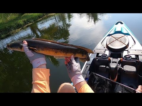 Catching Snakeheads on Live Bait & Lures - Snake head Catch Clean & Cook 