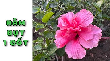 Cây Râm bụt 1 cốt nhiều màu | 0386569374 - Ngọc Ngân Bến Tre | Chuyên cây độc lạ