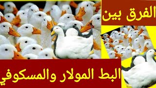 مميزات البط المولار او البغال والفرق بينه وبين المسكوفي