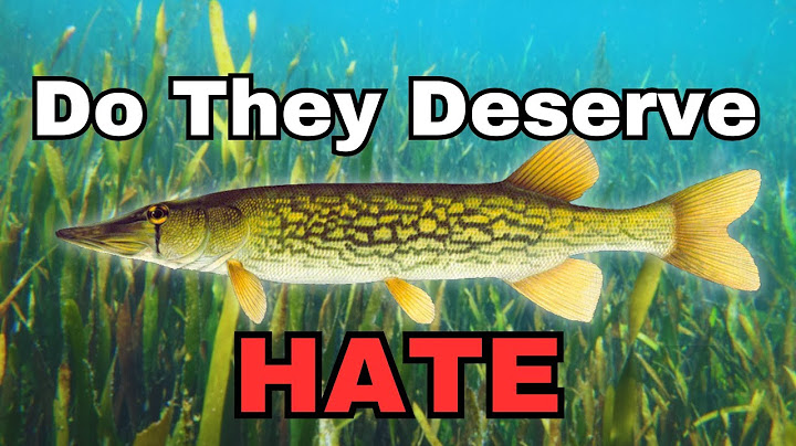 The MOST Controversial Fish ep.2- Chain Pickerel (reupload)