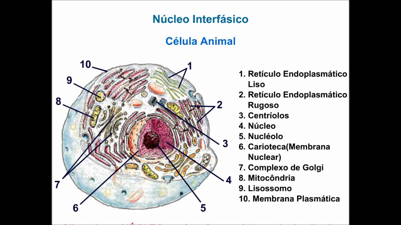 Núcleo interfasico e divisão celular by Biologia- Dúvidas - Issuu