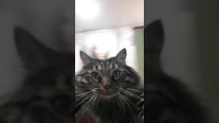 самый милый тренд😸 #cat #кот #котики #shortcats #shots #shortcatsvideos #shortvideo