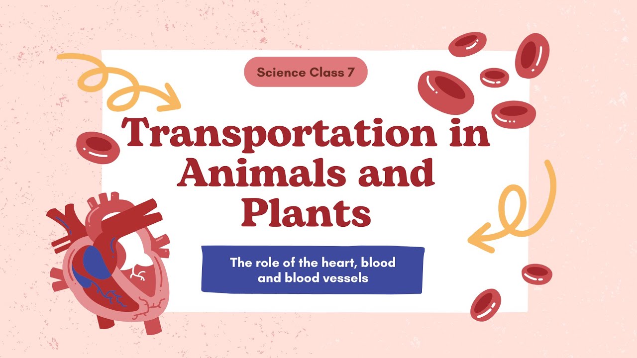 Chapter 7: Transportation in Animals and Plants: Class 7 Science - YouTube