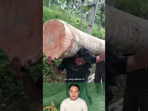 Video: Apakah yang dilakukan oleh kayu besar?