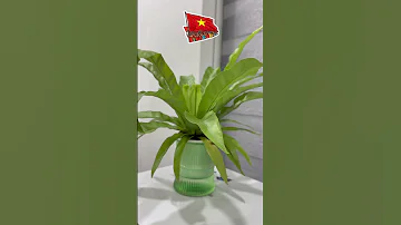 2september2025 Vietnamnationalday ProudofVietnam Rest 