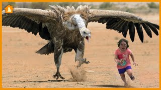 10 Most Dangerous Birds In The World 🦜 - You Won't Believe Their Capabilities! | Pets Guideline by Pets Guideline 11,149 views 1 year ago 9 minutes, 23 seconds