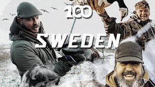 HUNTING BARNACLE GEESE In SWEDEN