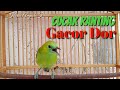 Cucak Ranting Gacor Nembak Bongkar Isian Full Nembak Mp3 - Mp4 Download