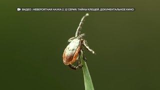 Пик активности клещей начался в Алтайском крае (&quot;Будни&quot;, 16.06.23г., Бийское телевидение)