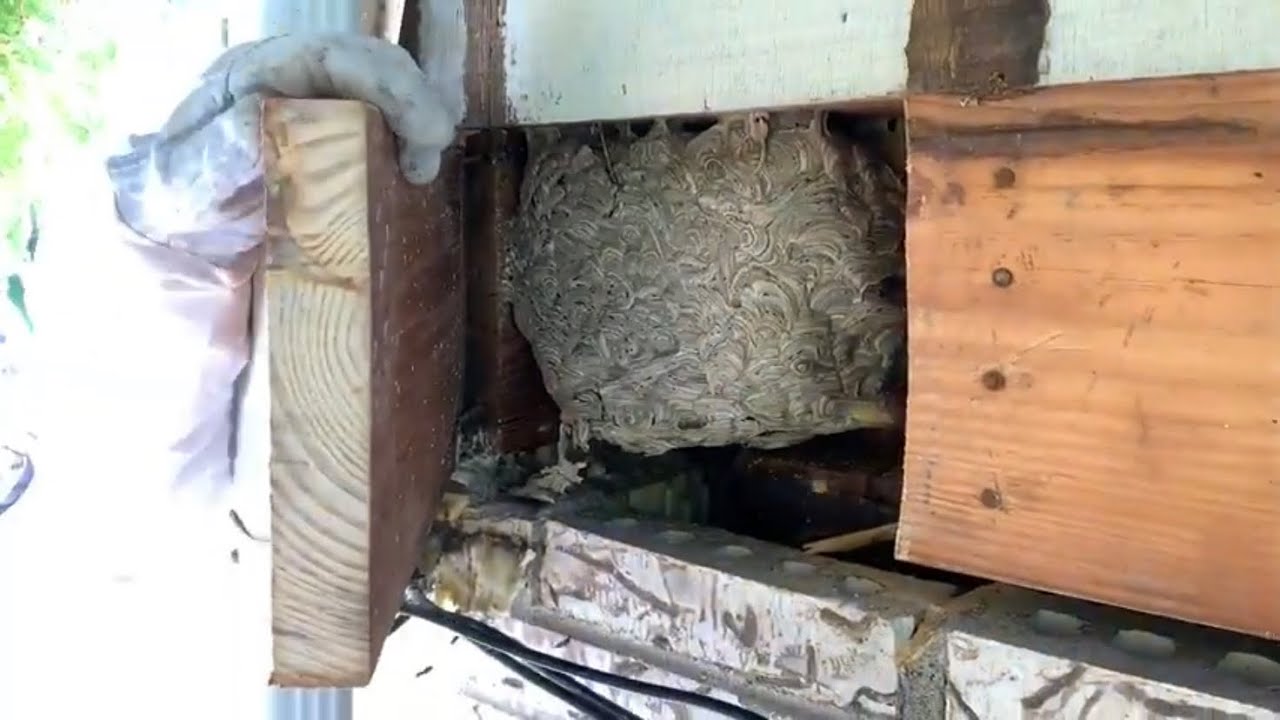 Massive Wasp Nest Removal From Side Of House | Yellow Jacket Nest - YouTube