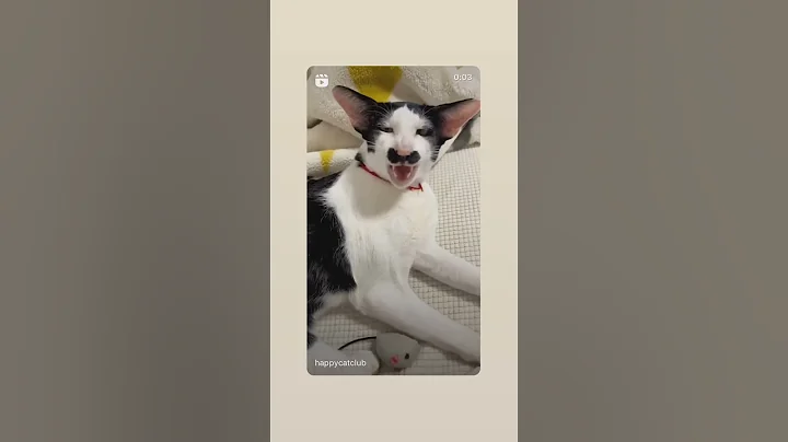 Video 8336161: oriental catlovers, oriental cats