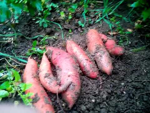 Видео: Как да готвя сладки картофи