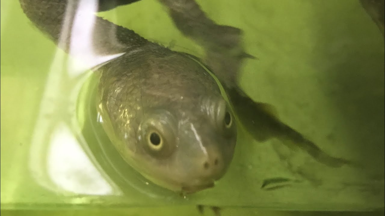 Feeding some of my pets | turtle lizards bunny and fish - YouTube