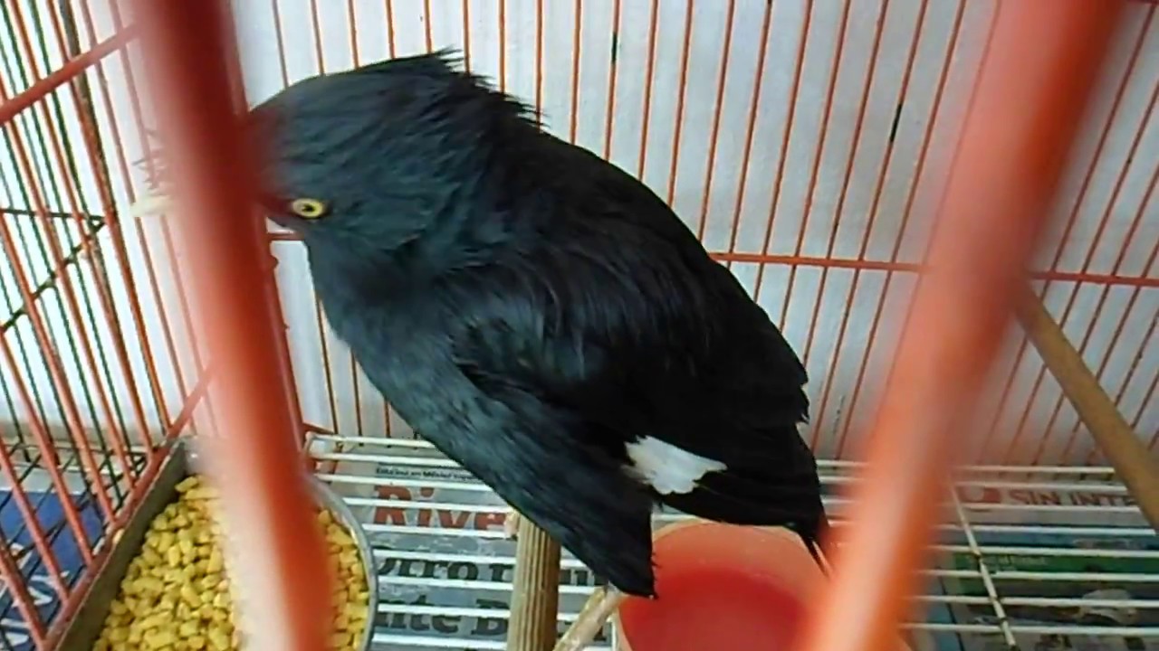 Negrito intimidad 2 
