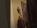 صوت أثير شاهدو للاخير 