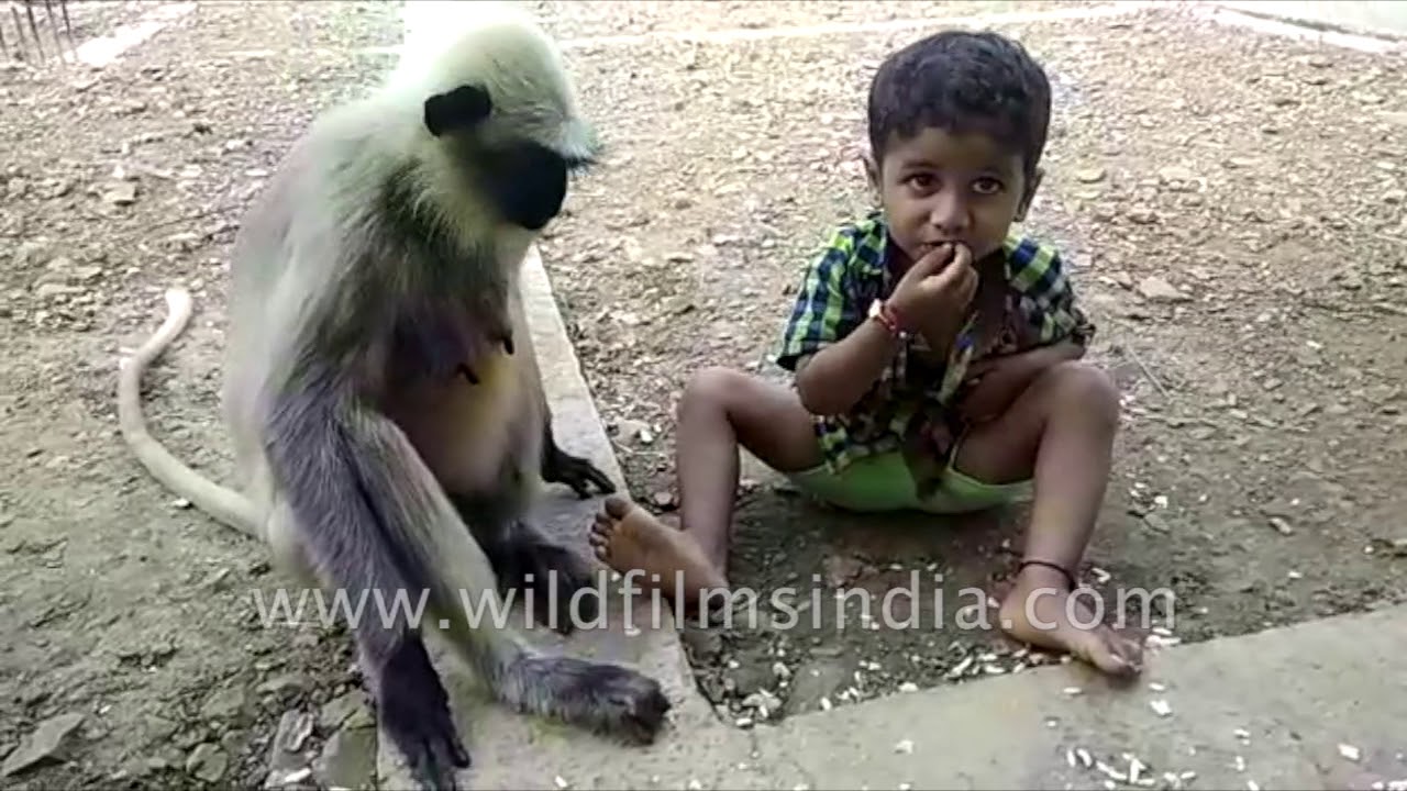 Baby befriends langur monkey pack in India Baby befriends langur monkey pack in India