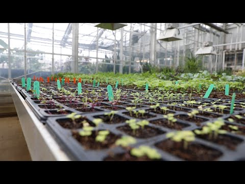 فيديو: قم بزيارة Rockefeller Park Greenhouse في كليفلاند ، أوهايو