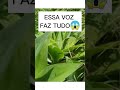 VOCÊ ACREDITA QUE É SÓ VOZ? SEM Instrumentos, SEM Edição🎤#voz#beatbox #vocal #musica#shorts