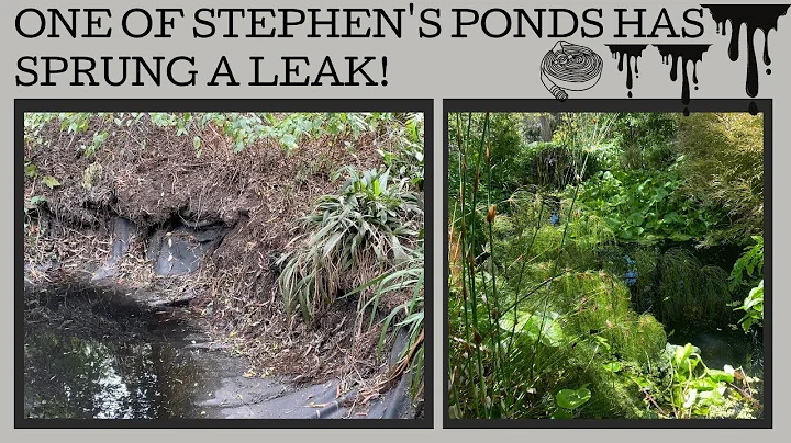 One of Stephen's ponds has sprung a leak!!!!