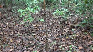 Devil's Walking Stick species overview.  Spooky plant!