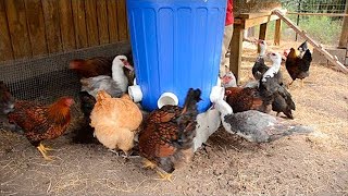 How to Make Homemade Automatic Chicken Feeders