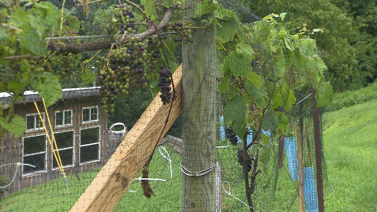 Tuscany Inn Tennessee | Tennessee Crossroads | Episode 3312.1