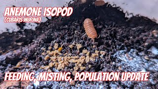 Feeding, Misting, And Adding Calcium To The Anemone Isopod Cubaris Murina Vivarium