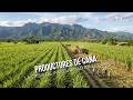Productores de Caña: La crisis de inseguridad en el campo - TvAgro por Juan Gonzalo Angel