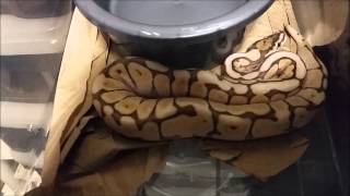 Celebrity Ball Python Collection Update February 2015 Wealth