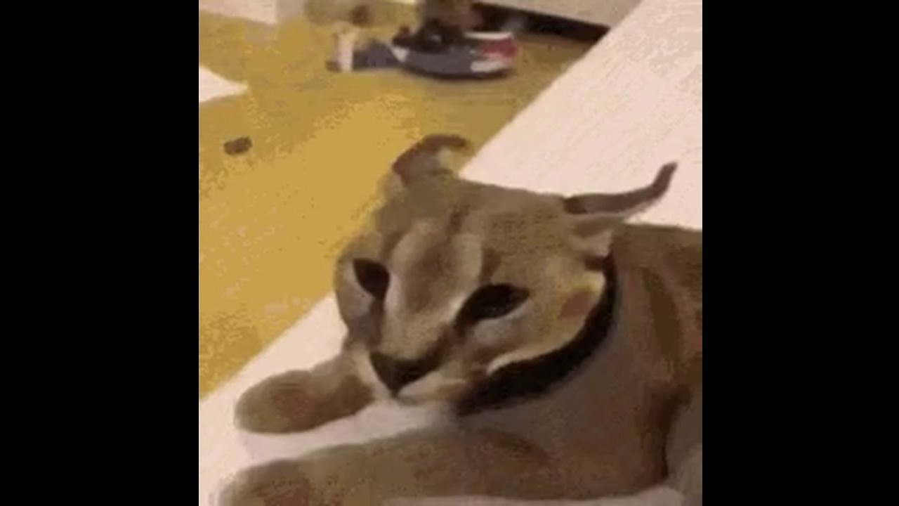 Beluga картинка кота