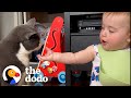 Cat Who Only Loves Dad Gets A Baby Sister | The Dodo