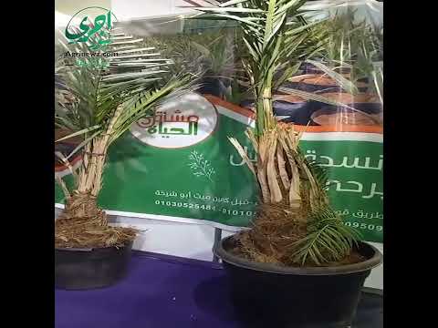 فيديو تعرف علي أجود أنواع شتلات النخيل