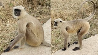A Thoughtful Langur Sitting Quietly By The Road