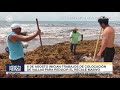 Sargazo, el desafío del caribe | Editorial con Karen López