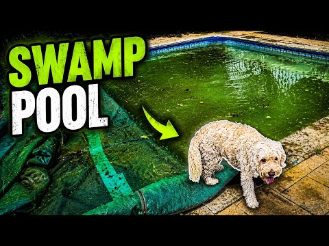 Opening My Swamp Pool After Months of Neglect