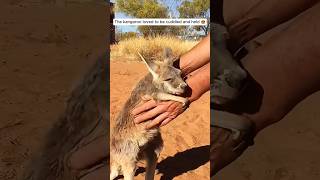 A Kind-Hearted Man Rescues A Baby Kangaroo 